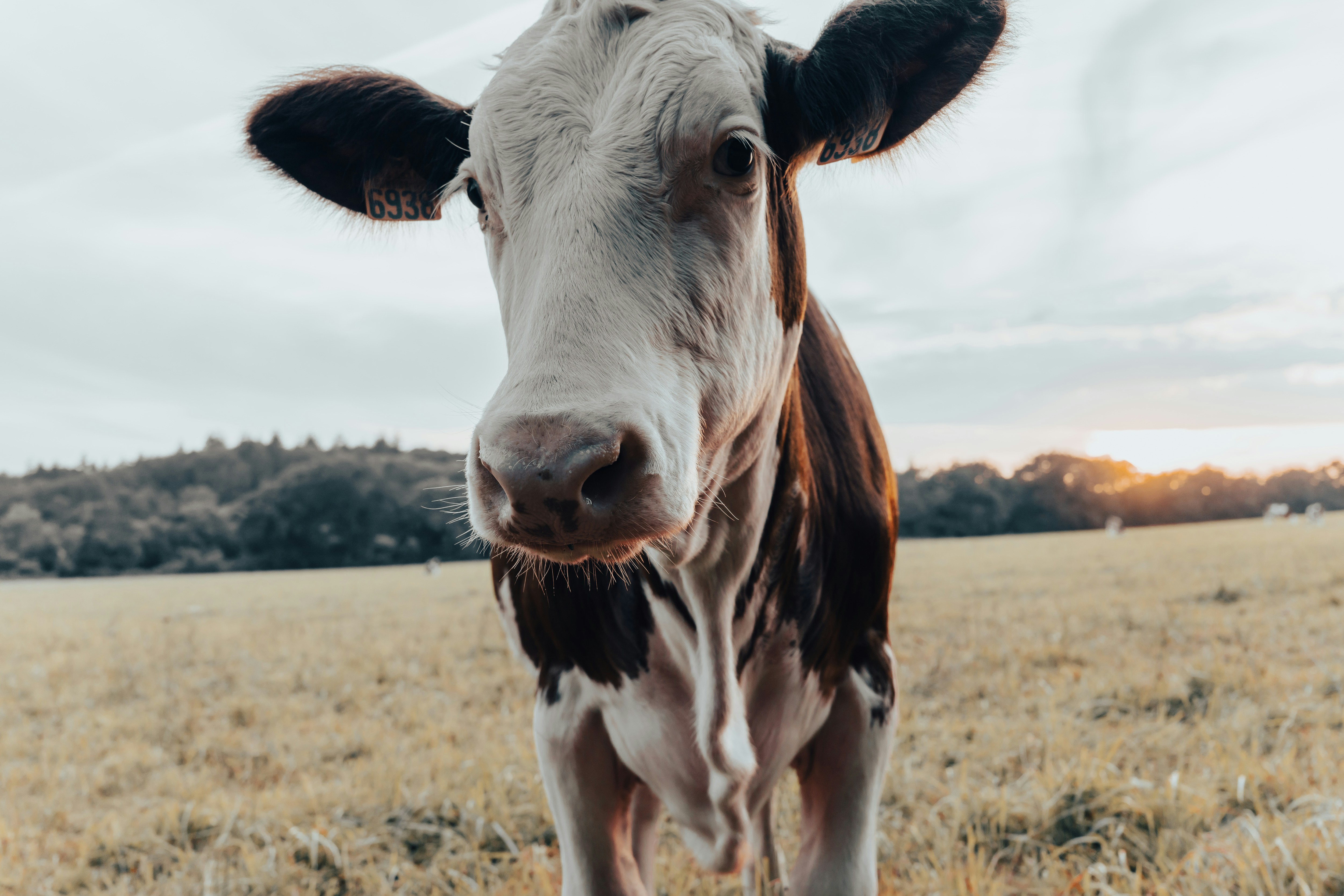 Comer carne, el impacto ambiental de nuestra dieta